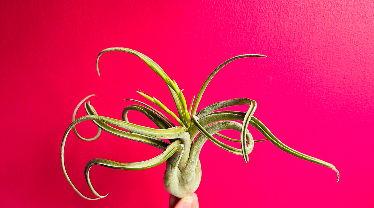 CURLY Caput Medusa Air Plant .+*+. Live Tillandsia | Octopus Plant |  Medusa's Head | Live Air Plant