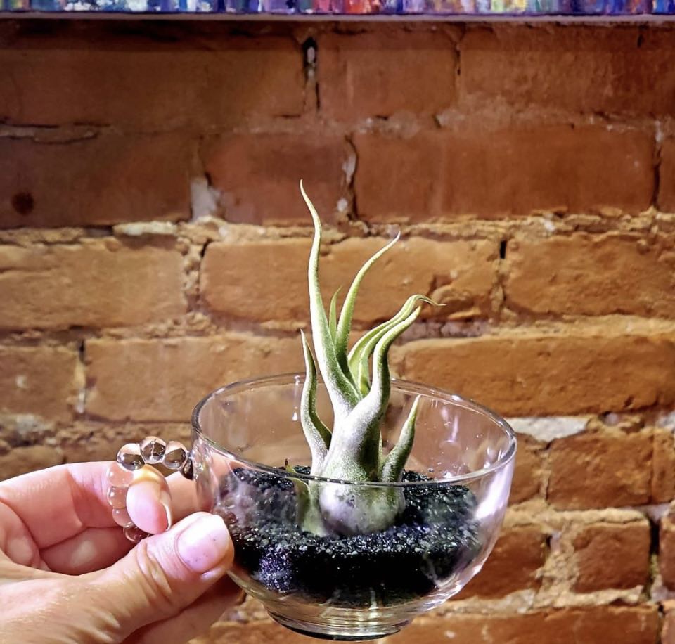 CURLY Caput Medusa Air Plant .+*+. Live Tillandsia | Octopus Plant