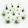 Tillandsia Fuchsii var. Gracilis Air Plant .+*+. House Plant | Easy Care | Indoor Plant | Looks Like a Puff Ball | Terrariums | Collector!