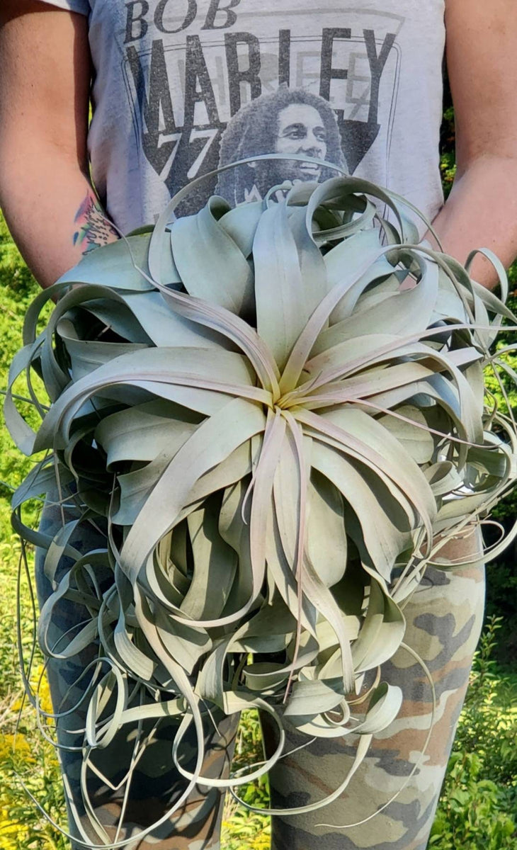 BEST SELLER Xerographica Super Curly Queen .+*+. Air Plant Easy Care H –  RAINBOW CUPBOARD