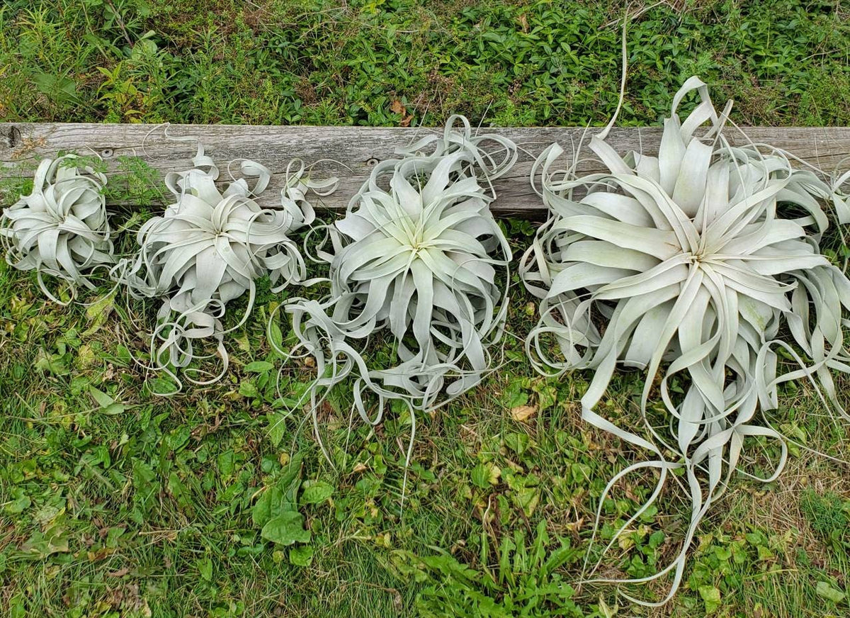 big air plant BEST SELLER Xerographica Super Curly Queen .+*+. Air Plant Easy Care H – RAINBOW CUPBOARD