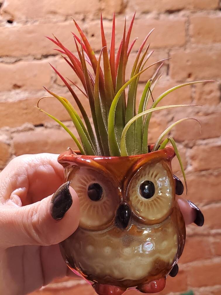 owl planter pot OWL Air Plant Holder .+*+. Fall Decor | Ceramic | Option With Plant