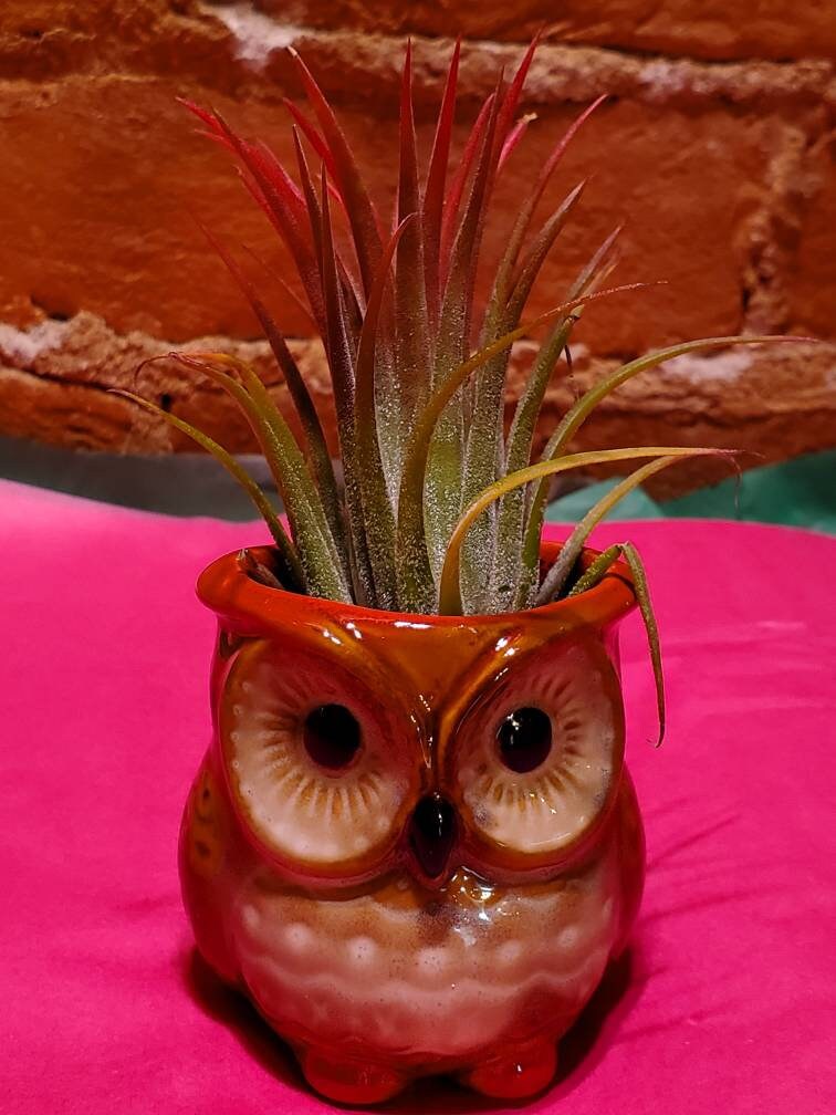 owl pot plant OWL Air Plant Holder .+*+. Fall Decor | Ceramic | Option With Plant