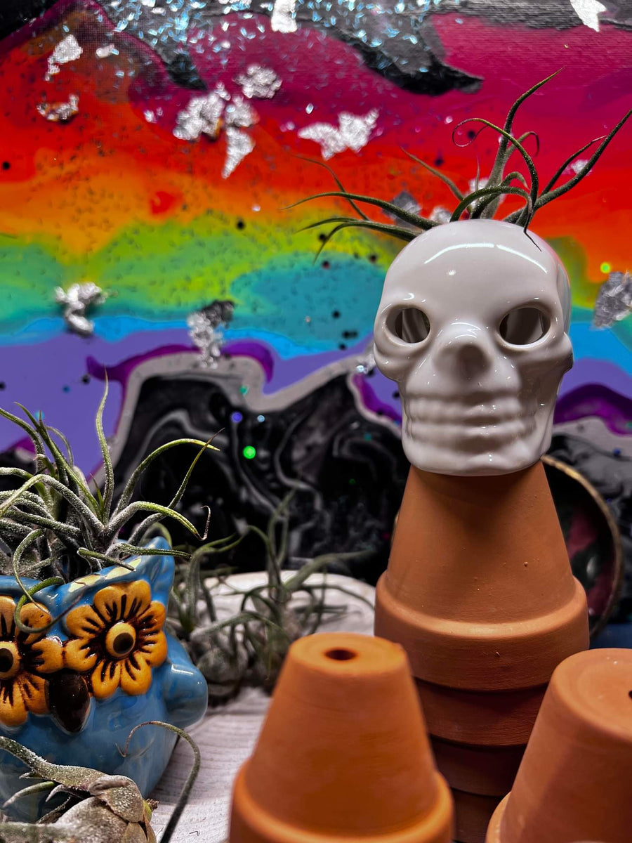 pumpkin air plant holder Fall Pumpkin OR Skull Air Plant Holders * Limited Stock * Ceramic & Ha –  RAINBOW CUPBOARD