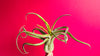 CURLY Caput Medusa Air Plant .+*+. Live Tillandsia | Octopus Plant | Medusa's Head | Live Air Plant | Modern Home Decor