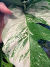 Monstera Albo Variegated .+*+. Unrooted Single Leaf Cutting with Node | FREE UPS 2ND DAY SHIPPING | Dream Plant | Rare Unicorn | Collectors