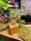 Wooden Air Plant  Wire Stand .+*+.  Light Weight | Option With Air Plant | Easy Care | Gift Idea | Woodland Theme!