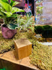 Wooden Air Plant  Wire Stand .+*+.  Light Weight | Option With Air Plant | Easy Care | Gift Idea | Woodland Theme!