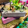 Handcrafted Wooden Planter .+*+. Turquoise & Pink | 3 holes for Air Plants | Options with Air Plants | Woodland Décor