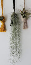 PERUVIAN FORM LIVE Spanish Moss .+*+. Tillandsia Usneoides | Hanging Air Plant | Houseplant | Modern | Beach Décor | Easy Care!