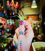 Tillandsia Ionantha Rubra Air Plant .+*+. Easy Care | Blushes Bright Pink & Red | Terrariums | Wedding Favors | Miniatures | Fair Gardens