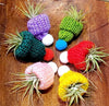 Tillandsia Ionantha Rubra Air Plant .+*+. Easy Care | Blushes Bright Pink & Red | Terrariums | Wedding Favors | Miniatures | Fair Gardens