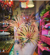 Tillandsia Ionantha Rubra Air Plant .+*+. Easy Care | Blushes Bright Pink & Red | Terrariums | Wedding Favors | Miniatures | Fair Gardens