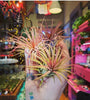 Tillandsia Ionantha Rubra Air Plant .+*+. Easy Care | Blushes Bright Pink & Red | Terrariums | Wedding Favors | Miniatures | Fair Gardens