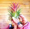 Tillandsia Ionantha Rubra Air Plant .+*+. Easy Care | Blushes Bright Pink & Red | Terrariums | Wedding Favors | Miniatures | Fair Gardens
