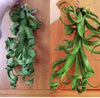 RARE Curly Slim AIR Plant (Intermediate X Steptophylla) .+*+. Xl Air Plant | Collectors Plant | Whimsical Curls for days!