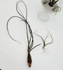Tillandsia Butzii Air Plant .+*+. Tall Varigated Unique .+*+.  Modern Decor .+*+. Mini is Perfect for Small Terrariums .+*+.