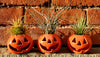 Fall Pumpkin OR Skull Air Plant Holders * Limited Stock * Ceramic & Handmade * Options With Air Plant