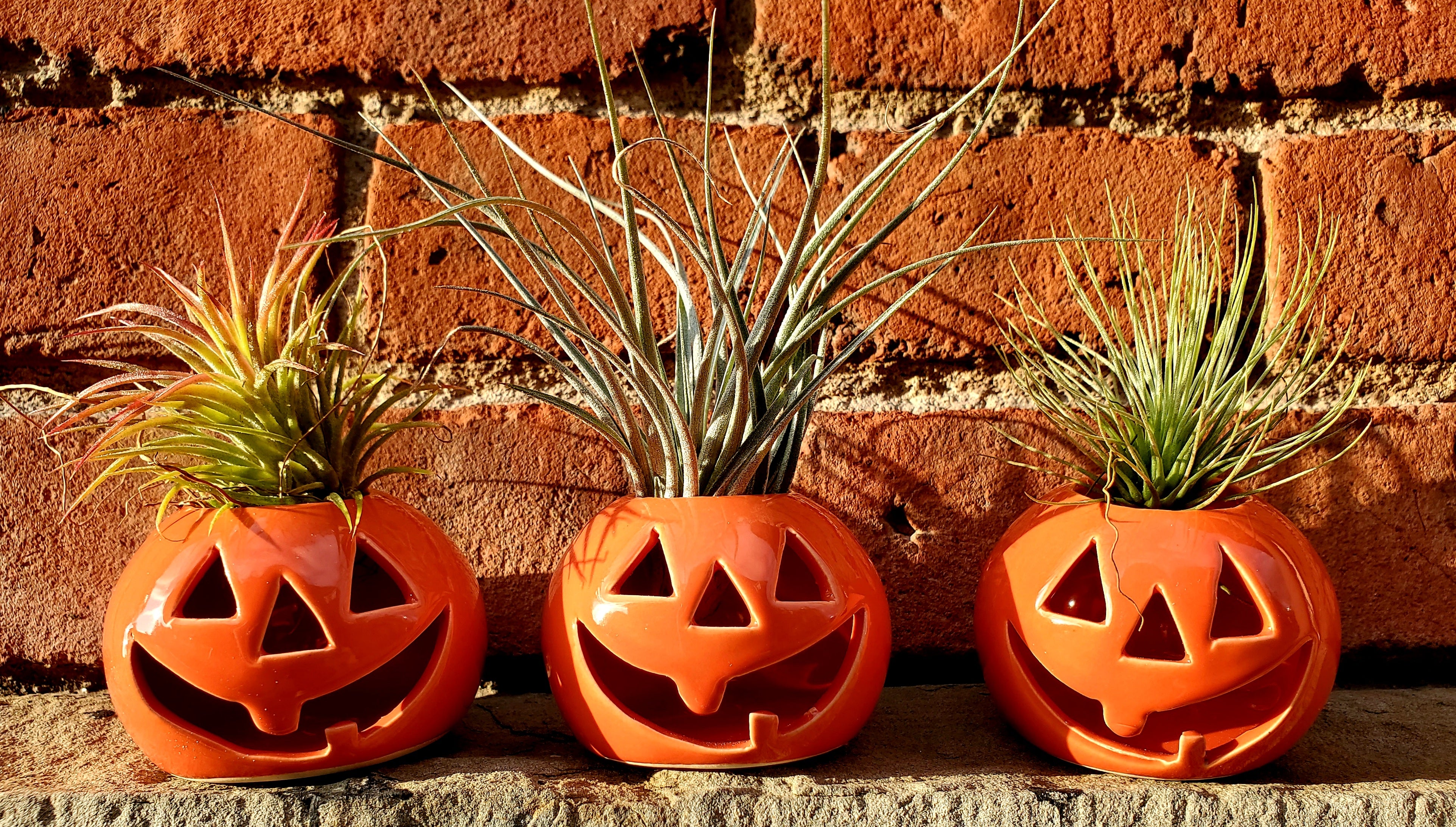 pumpkin air plant Fall Pumpkin OR Skull Air Plant Holders * Limited Stock * Ceramic & Ha –  RAINBOW CUPBOARD