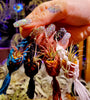 Macrame LIVE Plant Earrings .+*+. Easy Care Air Plants | 4 Colors | Mini Micro Terracotta | Plant Lovers | Plant Jewelry!