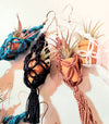 Macrame LIVE Plant Earrings .+*+. Easy Care Air Plants | 4 Colors | Mini Micro Terracotta | Plant Lovers | Plant Jewelry!