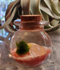 Marimo Moss Balls .+*+. Make Your Own Custom Water Terrarium .+*+. Bestseller .+*+. Trending Now .+*+. Nano