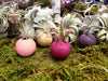 Air Plant Magnetic Holder * 5 Color Options * Options with Plant * Perfect for Kitchen, Dorms, Bedrooms, and MORE!!