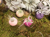 Air Plant Magnetic Holder * 5 Color Options * Options with Plant * Perfect for Kitchen, Dorms, Bedrooms, and MORE!!