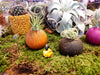 Air Plant Magnetic Holder * 5 Color Options * Options with Plant * Perfect for Kitchen, Dorms, Bedrooms, and MORE!!
