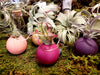 Air Plant Magnetic Holder * 5 Color Options * Options with Plant * Perfect for Kitchen, Dorms, Bedrooms, and MORE!!