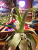 Kodama Tree Spirits .+*+. Glow In The Dark | Pant Accessory | Perfect for Terrariums | Known to Bring Good Luck!