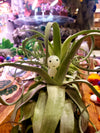Kodama Tree Spirits .+*+. Glow In The Dark | Pant Accessory | Perfect for Terrariums | Known to Bring Good Luck!