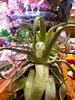 Kodama Tree Spirits .+*+. Glow In The Dark | Pant Accessory | Perfect for Terrariums | Known to Bring Good Luck!