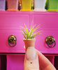 Miniature Micro Air Plant in Terracotta Pot .+*+. Doll House | Terrarium| Fairy Garden | Easy Care | Handmade