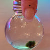 Marimo Moss Balls .+*+. Make Your Own Custom Water Terrarium .+*+. Bestseller .+*+. Trending Now .+*+. Nano