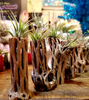 Cholla Wood Air Plant Holder .+*+. 2.5-3" or 6"+ Sizes | Stag Horn | Light Weight | Option Available with Air Plant!