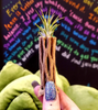 Cholla Wood Air Plant Holder .+*+. 2.5-3" or 6"+ Sizes | Stag Horn | Light Weight | Option Available with Air Plant!