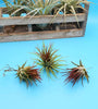 Tillandsia Ionantha Fuego Air Plant .+*+. Blushes RED | House Plant | Easy Care | Indoor Plant | Most are currently in blush!