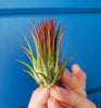Tillandsia Ionantha Fuego Air Plant .+*+. Blushes RED | House Plant | Easy Care | Indoor Plant | Most are currently in blush!