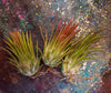 Tillandsia Ionantha Fuego Air Plant .+*+. Blushes RED | House Plant | Easy Care | Indoor Plant | Most are currently in blush!