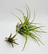 Tillandsia Brachycaulos .+*+.  LIVE Air Plant | House Plant | Easy Care | Indoor Plant | Bromeliad | Grassy Form | Rainbow Cupboard