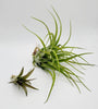 Tillandsia Brachycaulos .+*+.  LIVE Air Plant | House Plant | Easy Care | Indoor Plant | Bromeliad | Grassy Form | Rainbow Cupboard