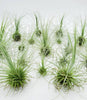 Tillandsia Fuchsii var. Gracilis Air Plant .+*+. House Plant | Easy Care | Indoor Plant | Looks Like a Puff Ball | Terrariums | Collector!
