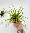 Tillandsia Brachycaulos .+*+.  LIVE Air Plant | House Plant | Easy Care | Indoor Plant | Bromeliad | Grassy Form | Rainbow Cupboard