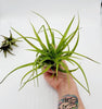 Tillandsia Brachycaulos .+*+.  LIVE Air Plant | House Plant | Easy Care | Indoor Plant | Bromeliad | Grassy Form | Rainbow Cupboard