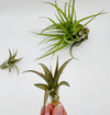Tillandsia Brachycaulos .+*+.  LIVE Air Plant | House Plant | Easy Care | Indoor Plant | Bromeliad | Grassy Form | Rainbow Cupboard