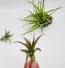 Tillandsia Brachycaulos .+*+.  LIVE Air Plant | House Plant | Easy Care | Indoor Plant | Bromeliad | Grassy Form | Rainbow Cupboard