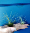 Tillandsia Fuchsii var. Gracilis Air Plant .+*+. House Plant | Easy Care | Indoor Plant | Looks Like a Puff Ball | Terrariums | Collector!
