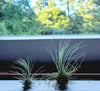 Tillandsia Fuchsii var. Gracilis Air Plant .+*+. House Plant | Easy Care | Indoor Plant | Looks Like a Puff Ball | Terrariums | Collector!