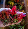 Tillandsia Ionantha Fuego Air Plant .+*+. Blushes RED | House Plant | Easy Care | Indoor Plant | Most are currently in blush!
